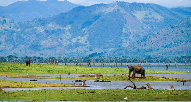 Éléphants dans une zone humide avec des montagnes en arrière-plan.