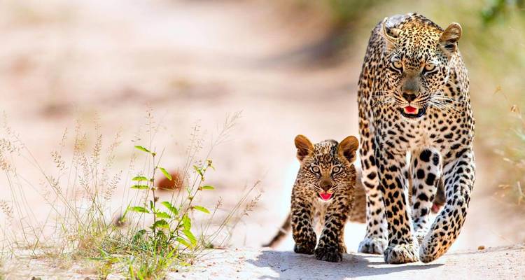 Parent léopard et petit marchant sur un sentier de terre.