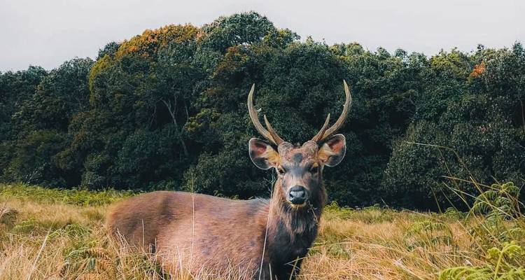 Gros plan d'un cerf dans un champ herbeux avec une toile de fond forestière.