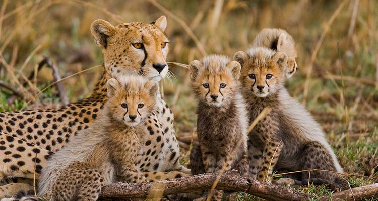 Cheetah with three cubs sitting in the grass.