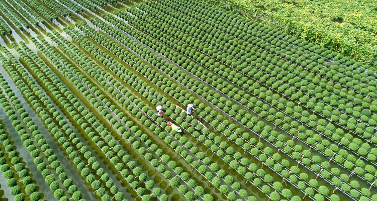 Vue aérienne d'ouvriers dans un vaste champ de plantes.