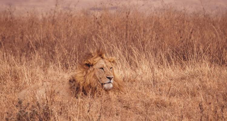 Lion se reposant dans les hautes herbes.