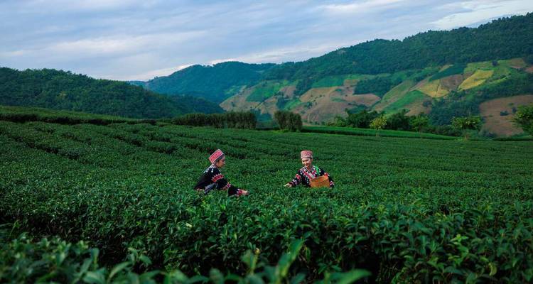 Des gens récoltant du thé dans des collines verdoyantes luxuriantes