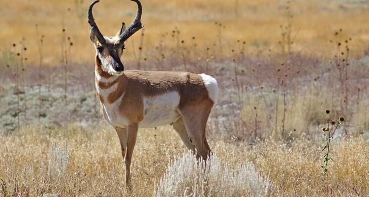 Pronghorn antelope standing in dry grassland with a blurred background.