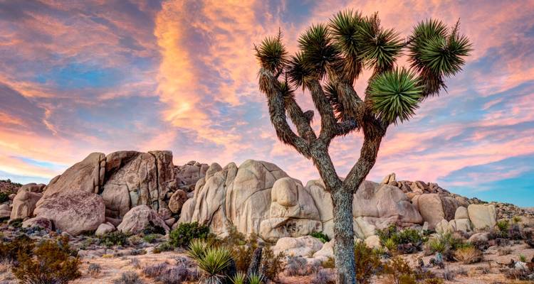 Scenic view of a Joshua tree with rocky formations in the background during sunset.