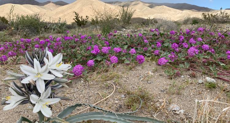 Desert landscape with blooming flowers and mountains in the distance.