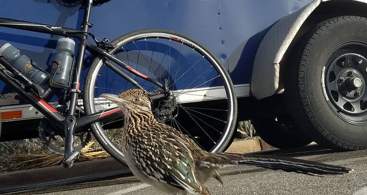 Close-up of a roadrunner bird standing near a bicycle on pavement.