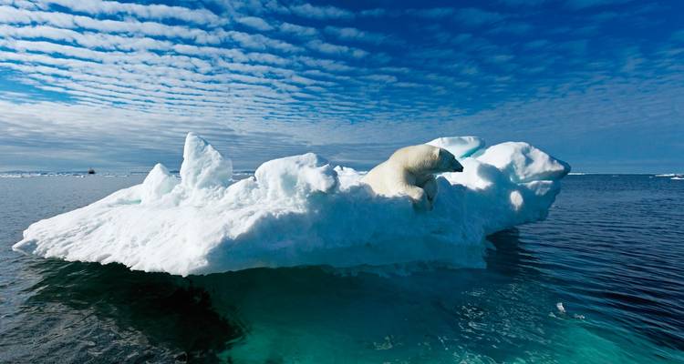Ours polaire sur un bloc de glace flottant dans un décor arctique.