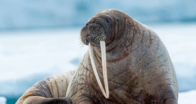 Gros plan d'un morse sur la glace.