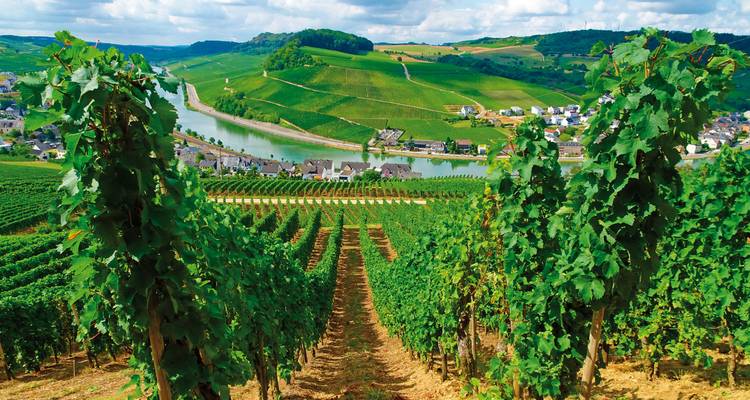 Vignoble avec des vignes verdoyantes descendant vers une rivière avec une ville pittoresque et des collines.