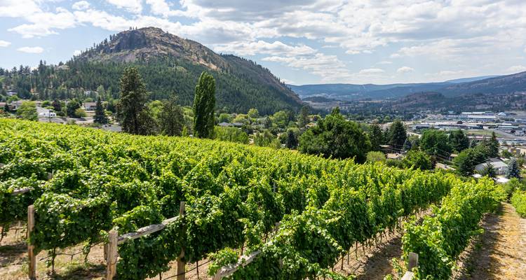 Vaste vignoble avec collines environnantes et paysage urbain.