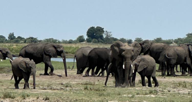 A group of elephants near a water body in the savannah.