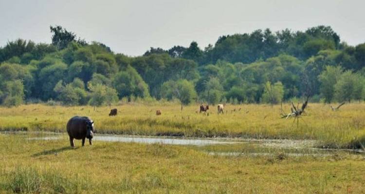 A hippo by the water with other animals grazing.