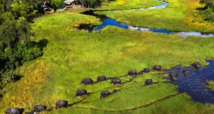 A herd of elephants walking in a grassy area with water bodies.