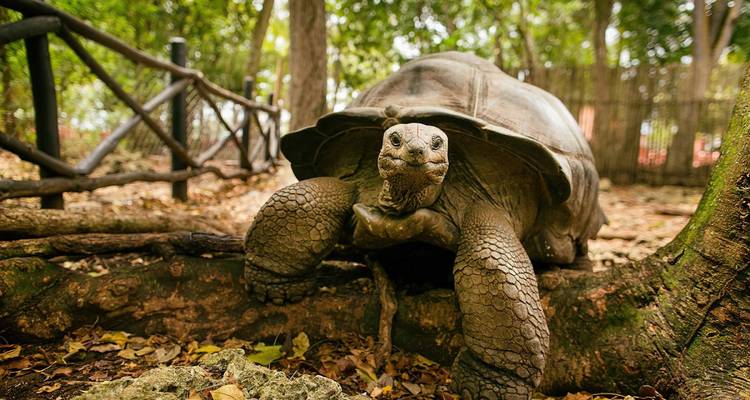 Große Schildkröte, die auf einem Ast in einem bewaldeten Gebiet sitzt.