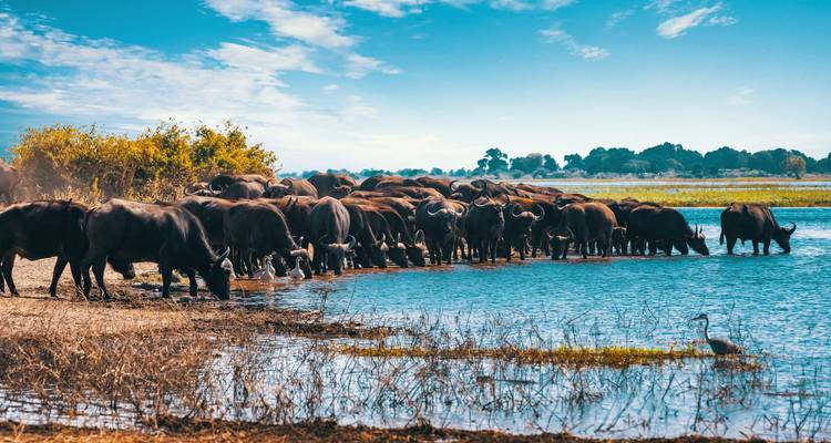 A herd of buffalo drinking water at a waterhole with a clear blue sky.