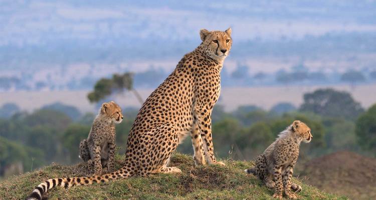 A cheetah with two cubs sitting on a small mound in the savannah.