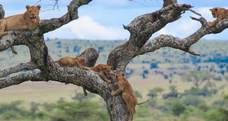 Lions resting on a tree branch in an expansive savannah landscape.