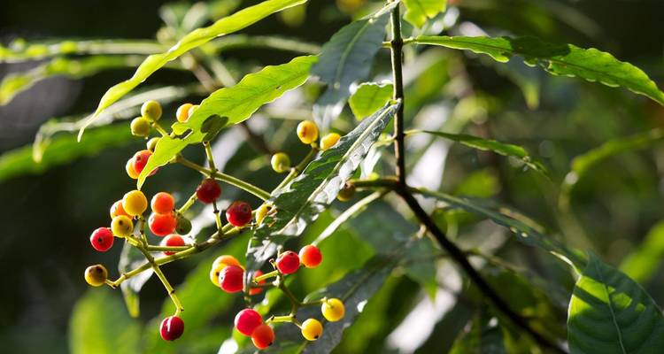 Yellow and red berries on a tree branch in a natural setting.
