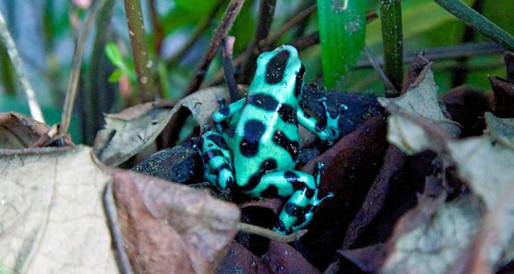 A bright blue and black frog among leaves in a forest setting.