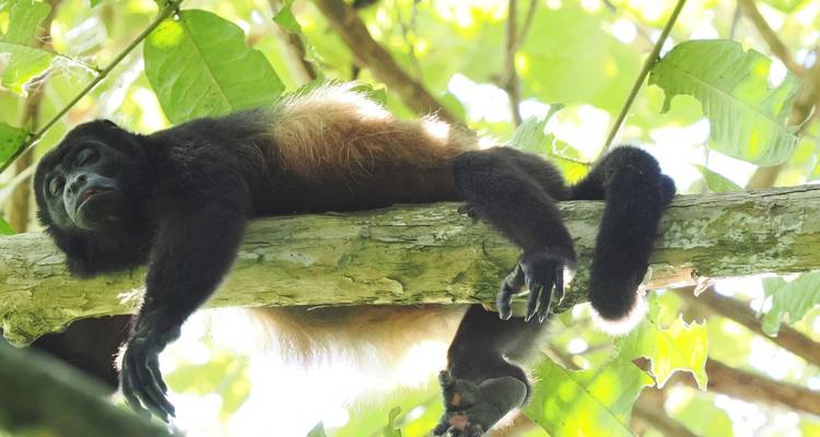 A monkey resting on a branch in a tree.