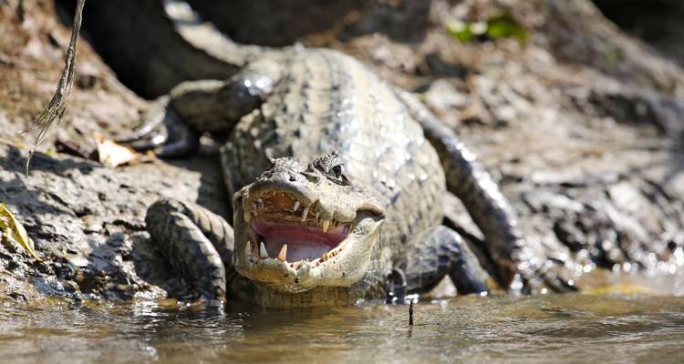 A crocodile with its mouth open by the water’s edge.