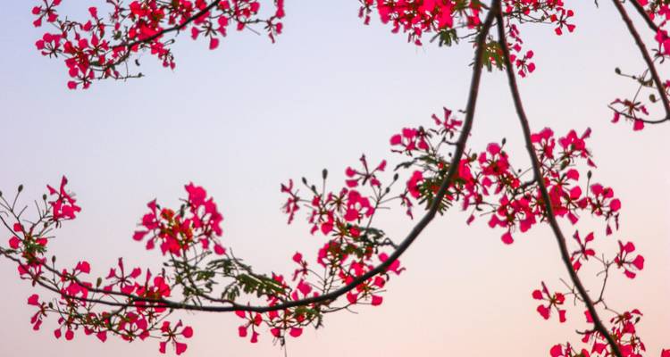 Branches avec des fleurs roses contre un ciel bleu.