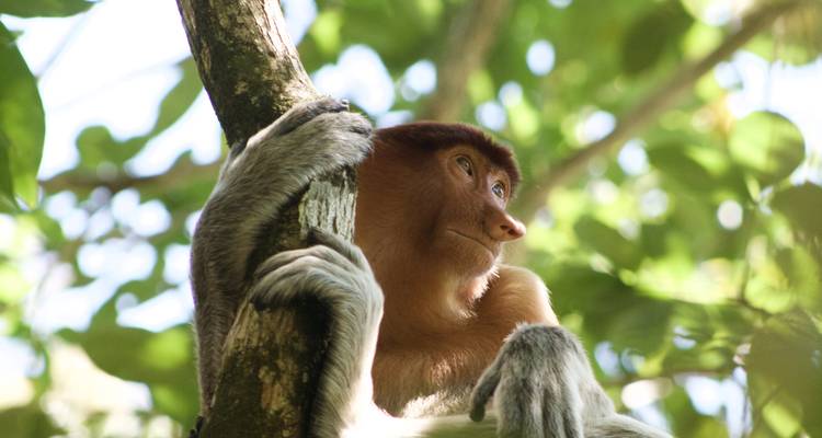 Gros plan d'un singe nasique se reposant sur une branche d'arbre entouré d'un feuillage luxuriant.