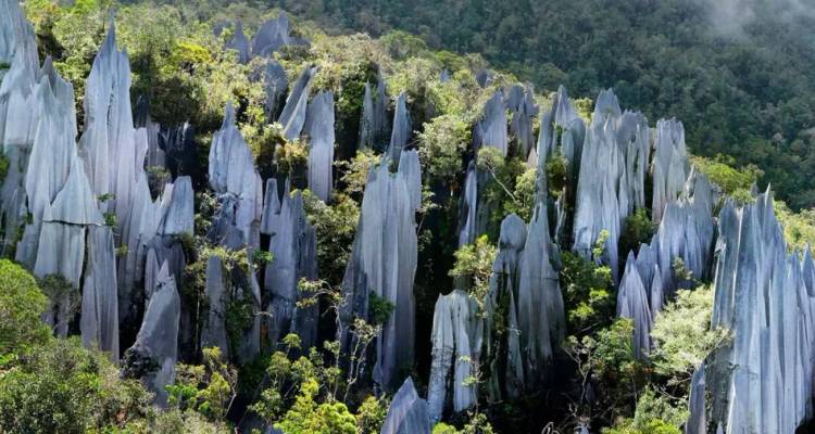 Sharp limestone pinnacles of the Mulu Pinnacles rise dramatically above dense Bornean rainforest.