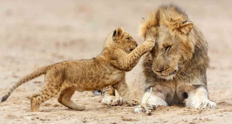 Lion cub playfully touching an adult lion.