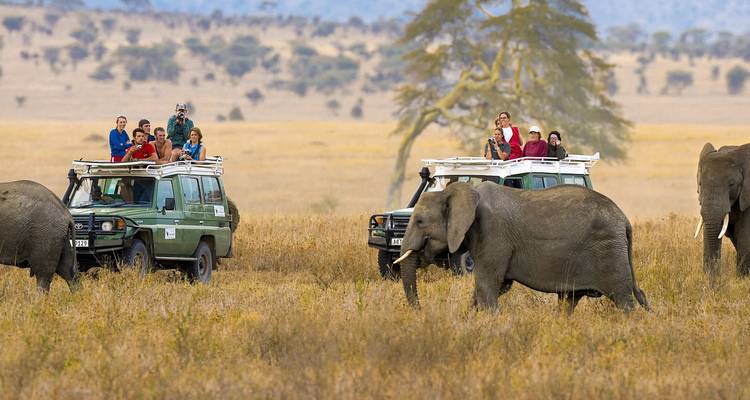 Safari vehicles with elephants in the foreground.