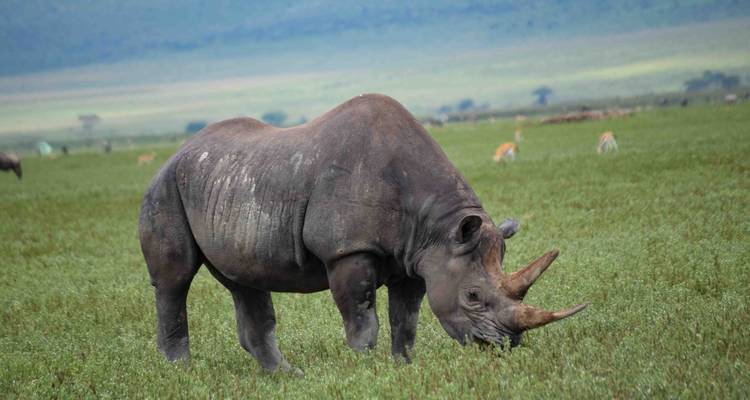 Rhinoceros grazing on grasslands.