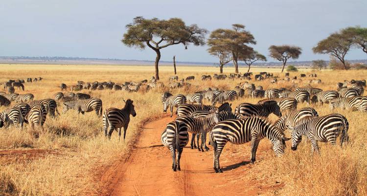 Herd of zebras crossing a dirt path.