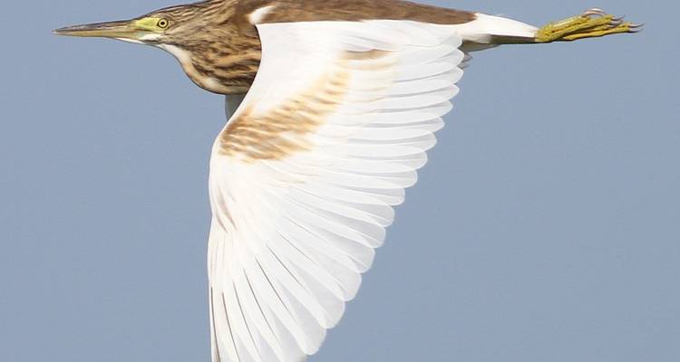 Pájaro en vuelo con fondo de cielo despejado.