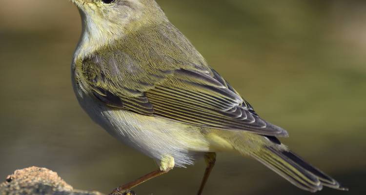 Un pequeño pájaro posado en una roca con un fondo difuminado.