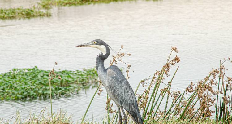 Una garza parada junto a un cuerpo de agua con vegetación.