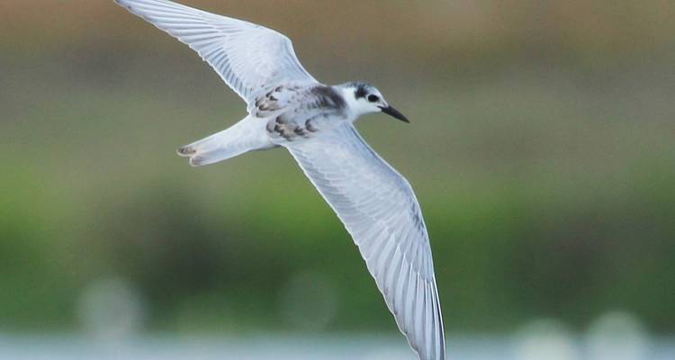 Un pájaro en vuelo con vegetación borrosa de fondo.