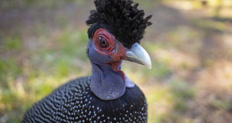 Una vista de cerca de una gallina de Guinea con plumaje distintivo.