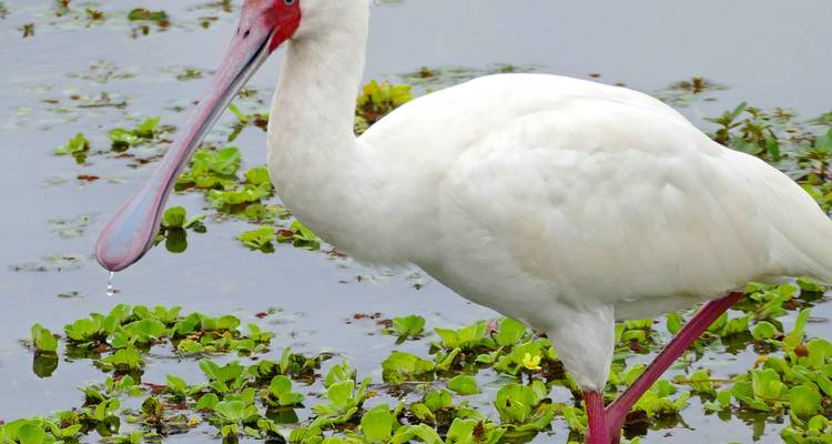 Un pájaro blanco con un pico largo parado en el agua con vegetación.