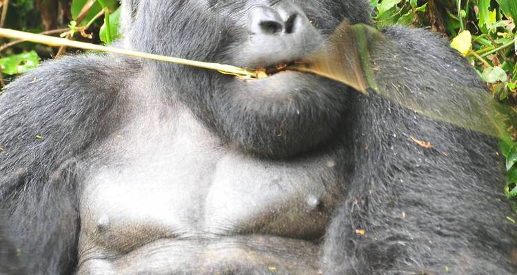 Gros plan d'un gorille qui mange dans une forêt.