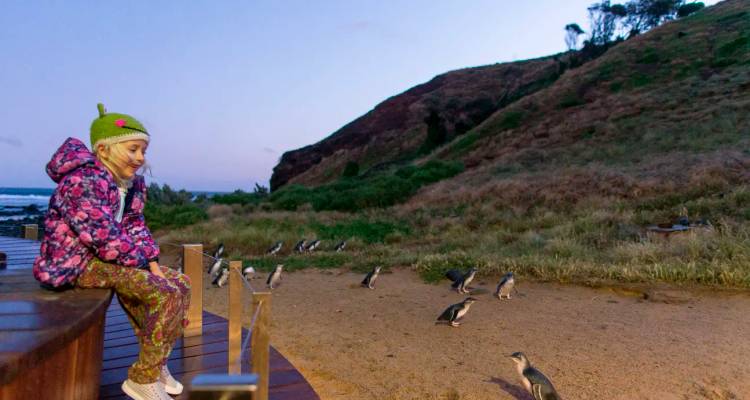 Un niño observando pingüinos en un entorno natural.