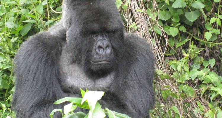 Gorilla sitting calmly in dense vegetation.