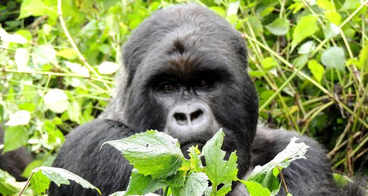 Gorilla hiding behind leaves.
