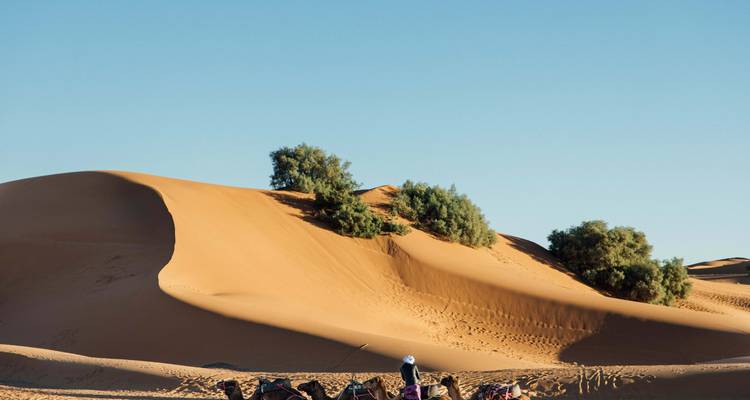 Des chameaux assis à la base de grandes dunes de sable.