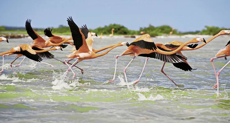 Flamingos taking off from a lake with wings raised.