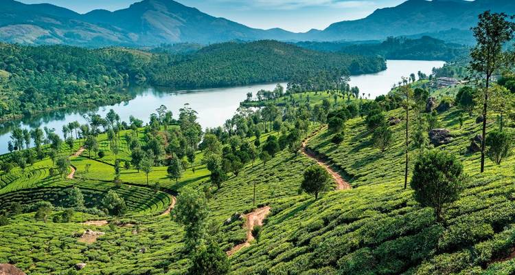 Des plantations de thé vert luxuriantes avec une rivière et des montagnes en arrière-plan.