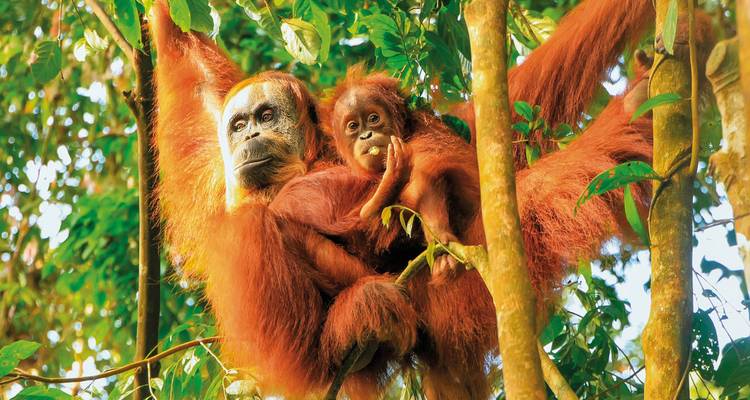 Orangutans hanging from tree branches in a forest.