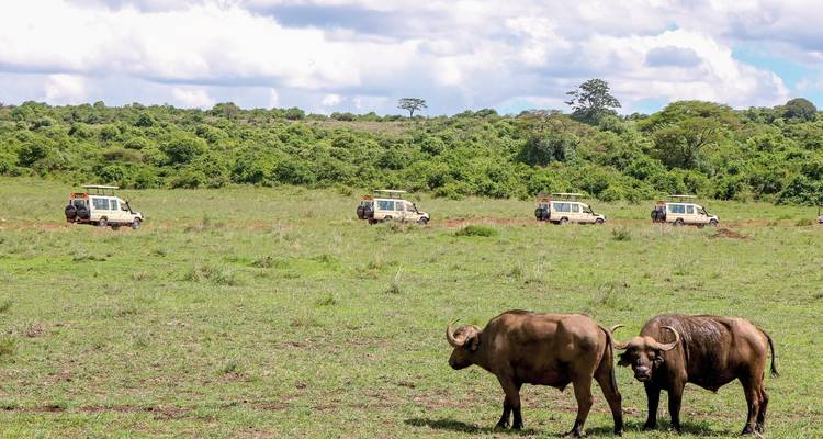Two buffaloes standing in a grassy plain with safari vehicles in the background.