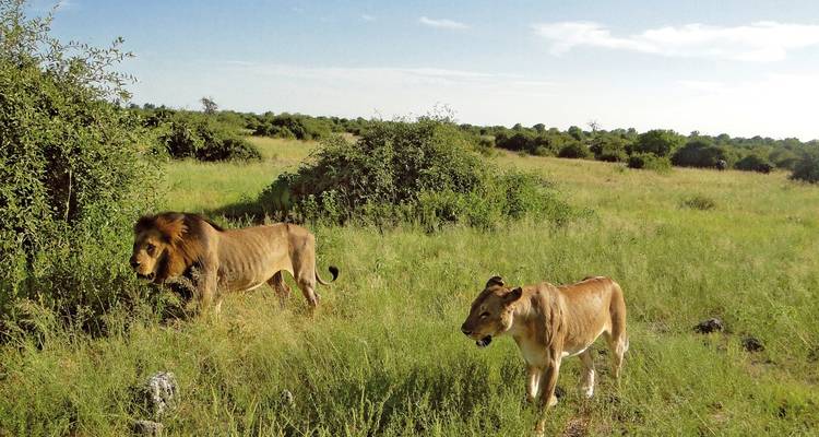 Two lions walking through grassland with trees in the background.