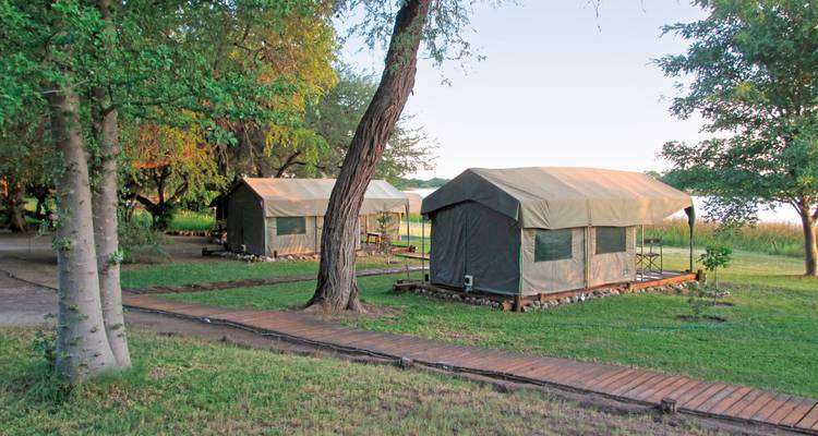 Campamento de tiendas con senderos de madera rodeado de árboles.